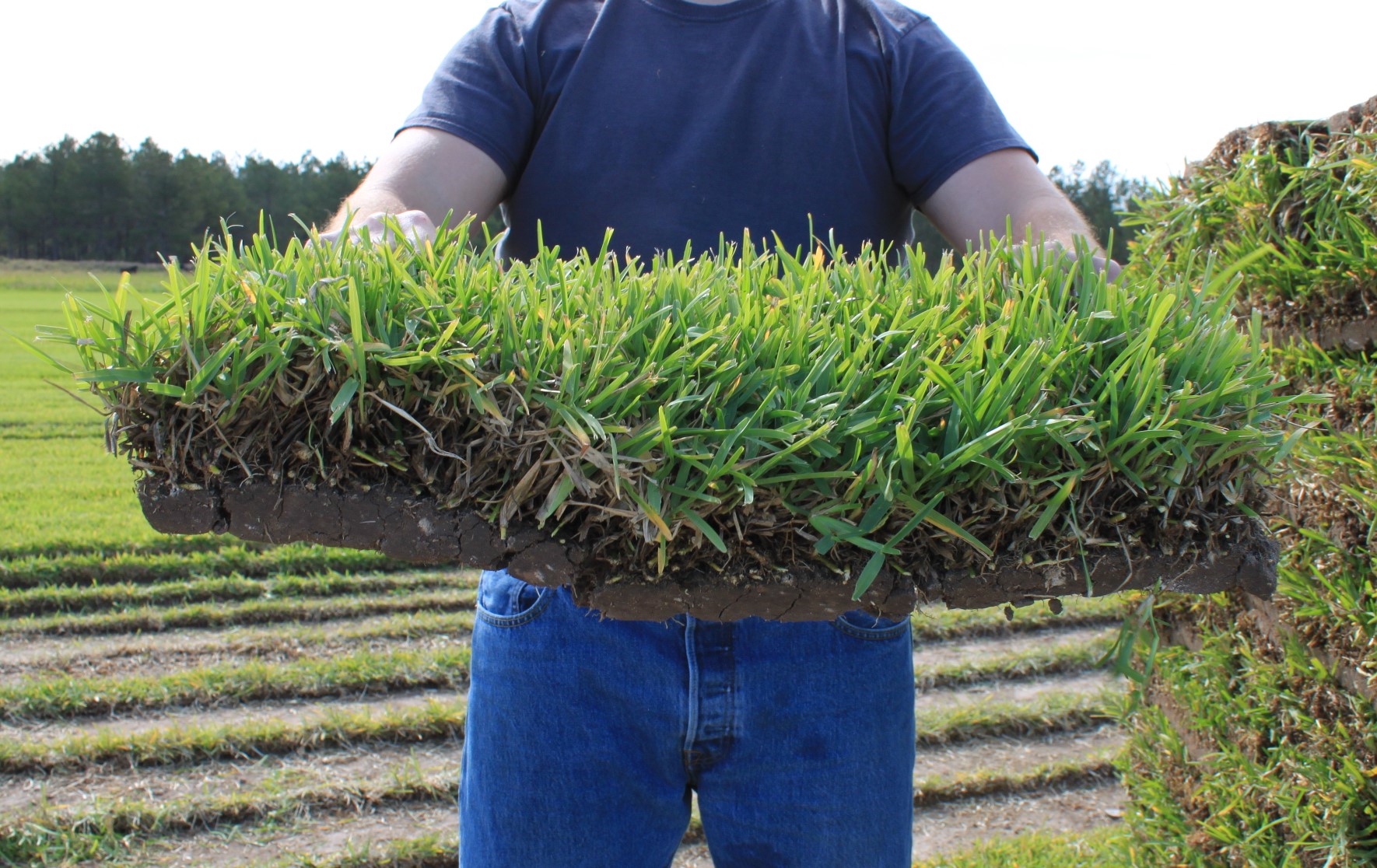 Floratam St. Augustine Big Jim's Sod