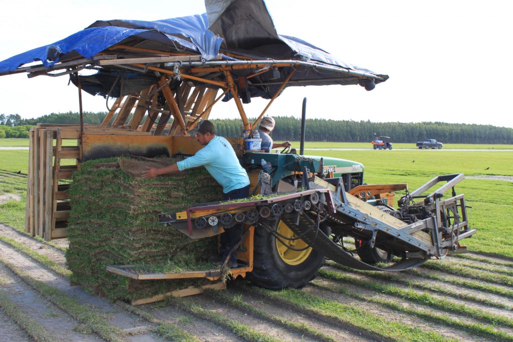 Fresh from the farm sod in winter haven, fl