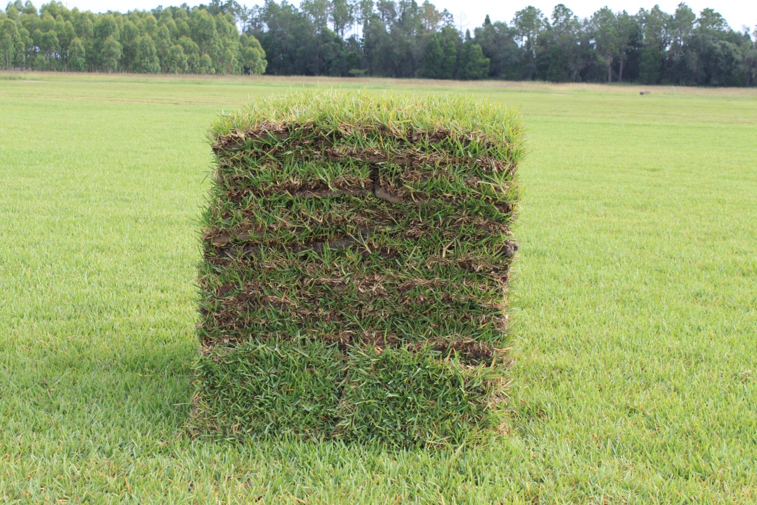 Floratam St. Augustine - Big Jim's Sod